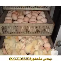 خرید تخم نطفه دار مرغ گوشتی در قم در گروه انواع تخم ها در یکمیوه