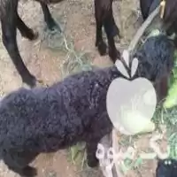 قیمت خرید میش قزل افشار بابره در سمنان در گروه گاو و گوسفند و میش و بز کهره گوساله در یکمیوه