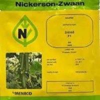 بذر خیار شهاب در گروه خرید و فروش بذر خیار در یکمیوه