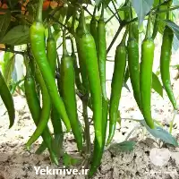قیمت خرید بذر فلفل کاین در گروه خرید و فروش بذر فلفل در یکمیوه