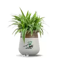 فروش عمده گل گندمی در تهران در گروه خرید و فروش گیاهان زینتی در یکمیوه