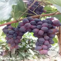 خرید نهال انگور شاهانی مکی در آذربایجان غربی در گروه خرید و فروش نهال انگور در یکمیوه
