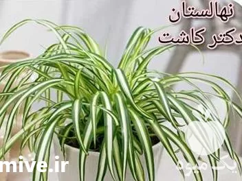 فروش عمده گل گندمی در شیراز در گروه خرید و فروش گیاهان زینتی در یکمیوه -عکس1