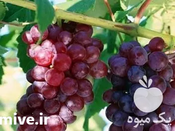 فروش عمده نهال انگور الحقی در قم در گروه خرید و فروش نهال انگور در یکمیوه -عکس1