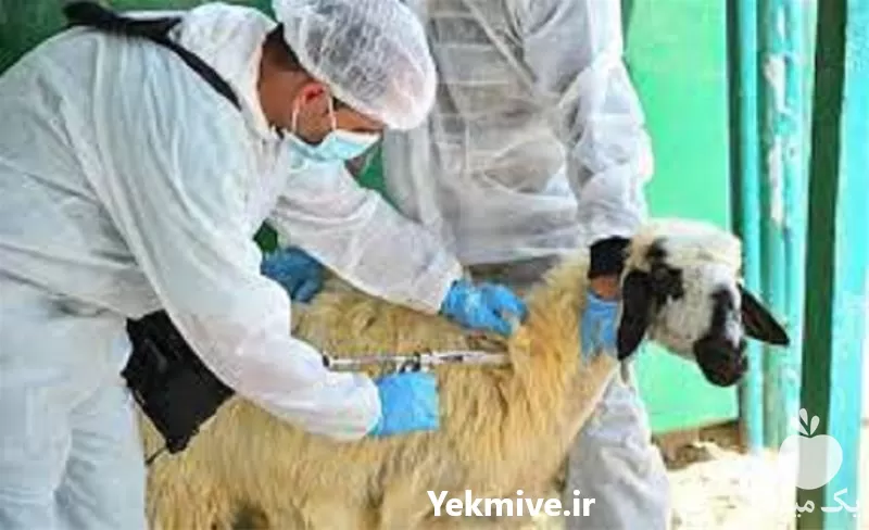 اصول نگهداری بهداشت بیماری های دام در تهران در گروه دوره آموزش کشاورزی در یکمیوه -عکس1