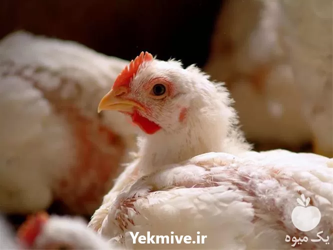 فروش جوجه گوشتی راس در اصفهان در گروه مرغ و خروس و بوقلمون و اردک قو قاز در یکمیوه -عکس1