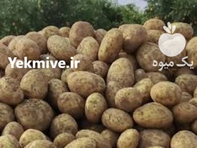 خرید سیب زمینی آگریا در تهران در گروه خرید و فروش سیب زمینی در یکمیوه -عکس1