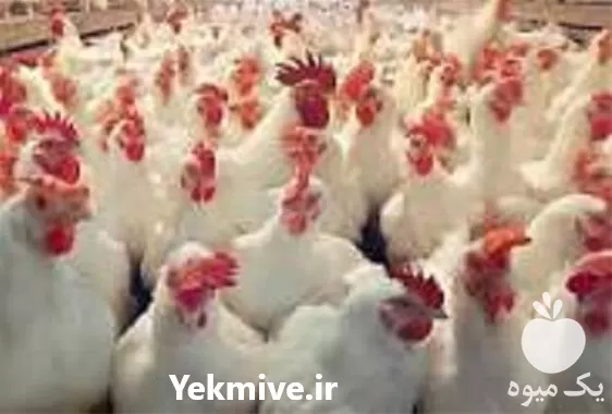 پرورش مرغ گوشتی به صورت حرفه در گروه دوره آموزش کشاورزی در یکمیوه -عکس1