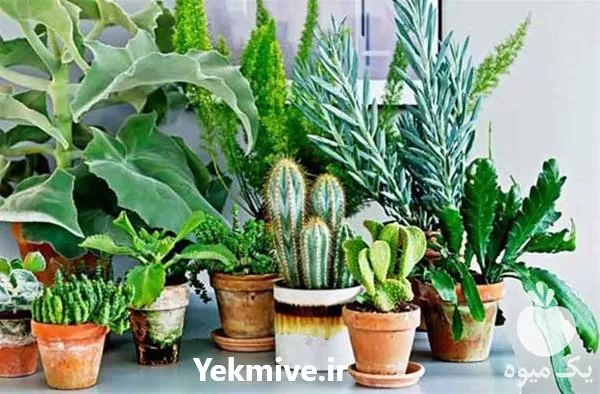 آموزش پرورش گیاهان آپارتمانی جامع کامل در گروه دوره آموزش کشاورزی در یکمیوه -عکس1