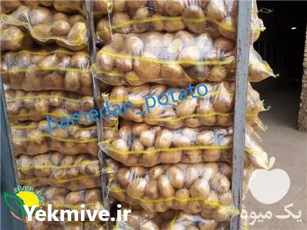 قیمت خرید سیب زمینی در تهران در گروه خرید و فروش سیب زمینی در یکمیوه -عکس1