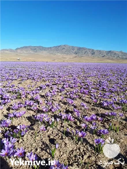 خرید پیاز زعفران در غرب کشور در تهران در گروه خرید و فروش زعفران در یکمیوه -عکس1