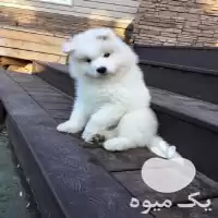 فروش بزرگترین پروش سگ سامویید در تهران در گروه سگ و گربه در یکمیوه