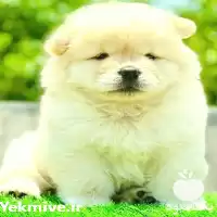 فروش سگ چاو چاو اصیل چین در گروه سگ و گربه در یکمیوه