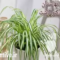 فروش عمده گل گندمی در شیراز در گروه خرید و فروش گیاهان زینتی در یکمیوه