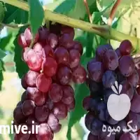 فروش عمده نهال انگور الحقی در قم در گروه خرید و فروش نهال انگور در یکمیوه