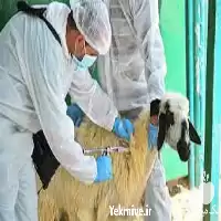 اصول نگهداری بهداشت بیماری های دام در تهران در گروه دوره آموزش کشاورزی در یکمیوه