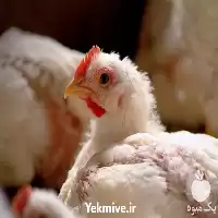 فروش جوجه گوشتی راس در اصفهان در گروه مرغ و خروس و بوقلمون و اردک قو قاز در یکمیوه