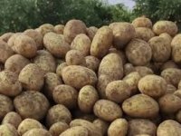 خرید سیب زمینی آگریا در تهران در گروه خرید و فروش سیب زمینی در یکمیوه