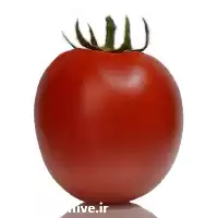 بذر گوجه فرنگی افرا متحمل در خوزستان در گروه خرید و فروش بذر گوجه در یکمیوه