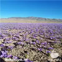 خرید پیاز زعفران در غرب کشور در تهران در گروه خرید و فروش زعفران در یکمیوه