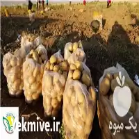 فروش سیب زمینی بهار رویان در گروه خرید و فروش سیب زمینی در یکمیوه