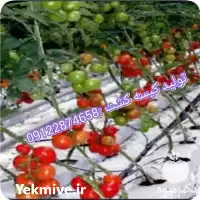 قیمت خرید تولید نایلون گروبگ کشاورزی در تهران در گروه خرید و فروش بسته بندی نایلونی در یکمیوه