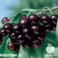 خرید نهال گیلاس گلدانی تک دانه در مازندران در گروه خرید و فروش نهال میوه در یکمیوه