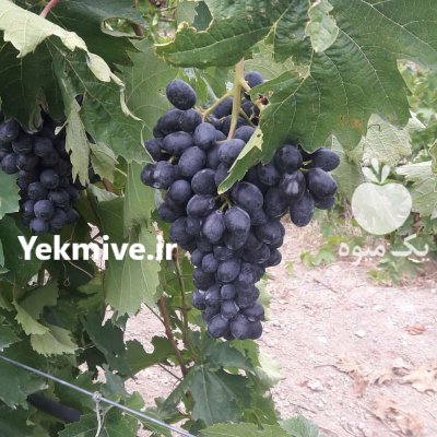 نهالستان تضمینی انگور بیدانه در شازند در گروه خرید و فروش نهال انگور در یکمیوه -عکس2