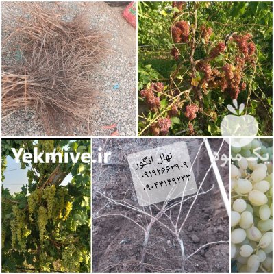 نهالستان تضمینی انگور بیدانه در شازند در گروه خرید و فروش نهال انگور در یکمیوه -عکس3