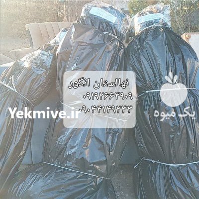 نهالستان تضمینی انگور بیدانه در شازند در گروه خرید و فروش نهال انگور در یکمیوه -عکس4