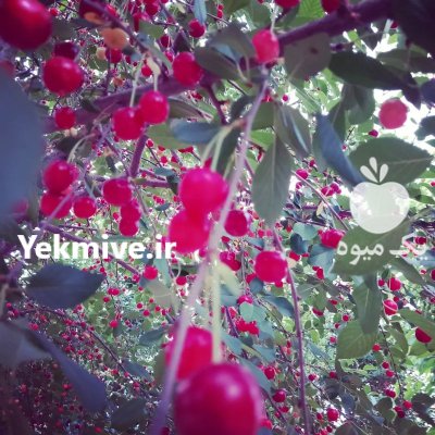 آلبالو سرخ در الوند در گروه خرید و فروش آلبالو در یکمیوه -عکس1