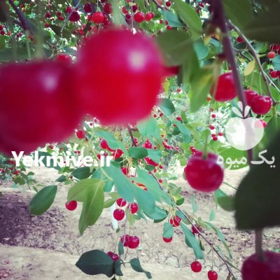 آلبالو سرخ در الوند در گروه خرید و فروش آلبالو در یکمیوه -عکس2