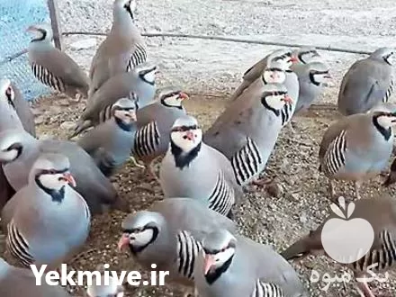 قیمت خرید کبک آماده کشتار در گروه خرید و فروش انواع پرنده در یکمیوه -عکس1