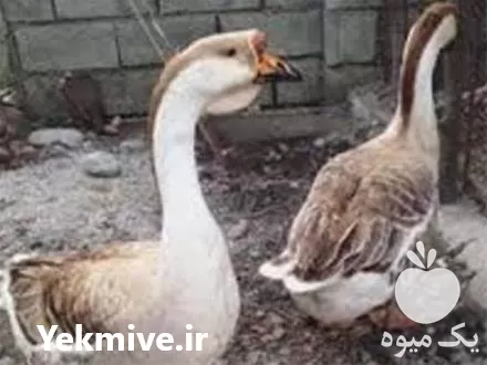 فروش تخم نطفه دار غاز آفریقایی در گروه انواع تخم ها در یکمیوه -عکس1