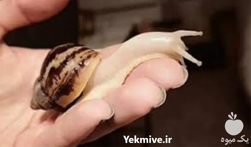 دوره آموزش پرورش حلزون آچاتینا در گروه دوره آموزش کشاورزی در یکمیوه -عکس1