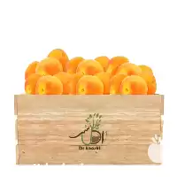 قیمت خرید عمده نهال زردآلو رویال در گروه خرید و فروش نهال در یکمیوه