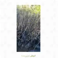 فروش نهال پسته در البرز در گروه خرید و فروش نهال پسته در یکمیوه