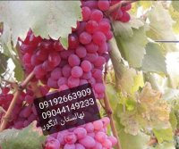 نهالستان تضمینی انگور بیدانه در شازند در گروه خرید و فروش نهال انگور در یکمیوه