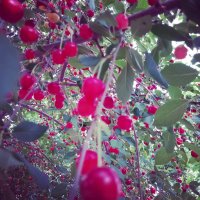 آلبالو سرخ در الوند در گروه خرید و فروش آلبالو در یکمیوه