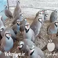 قیمت خرید کبک آماده کشتار در گروه خرید و فروش انواع پرنده در یکمیوه