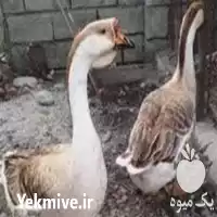 فروش تخم نطفه دار غاز آفریقایی در گروه انواع تخم ها در یکمیوه