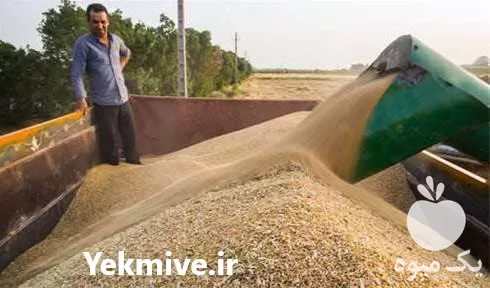 قیمت خرید گندم و جو در قزوین در گروه خرید و فروش گندم و جو در یکمیوه -عکس1