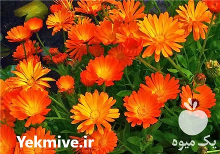 فروش عمده گل همیشه بهار پایار در گروه خرید و فروش گیاهان زینتی در یکمیوه -عکس1