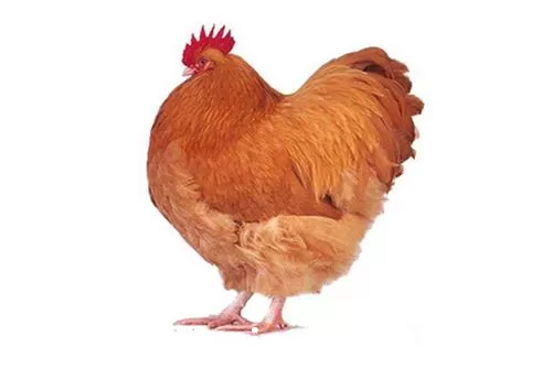 فروش ویژه تخم نطفه دار دارکوشین در گروه انواع تخم ها در یکمیوه -عکس1