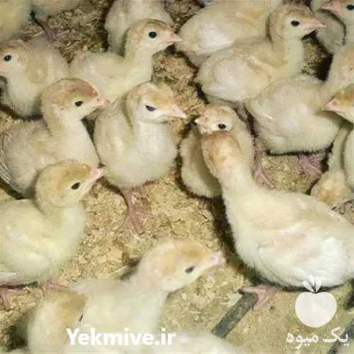 قیمت خرید جوجه بوقلمون یکروزه در البرز در گروه مرغ و خروس و بوقلمون و اردک قو قاز در یکمیوه -عکس1