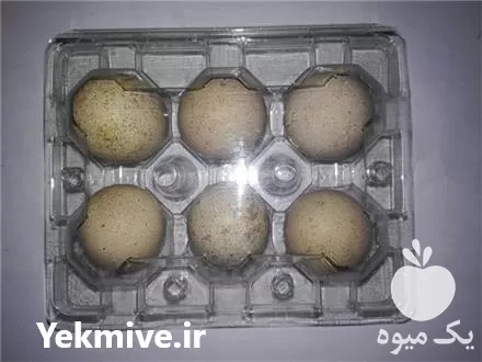 تخم کبک نطفه دار در مشهد در خراسان رضوی در گروه انواع تخم ها در یکمیوه -عکس1