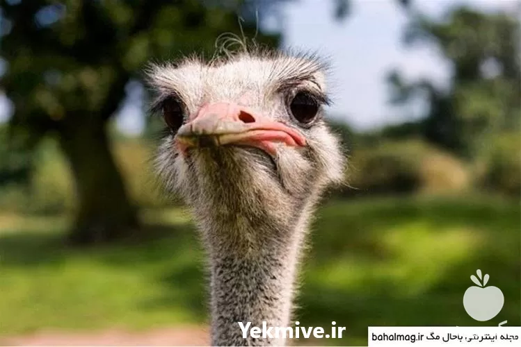 خرید آموزش جامع کامل پرورش شترمرغ در تهران در گروه دوره آموزش کشاورزی در یکمیوه -عکس1