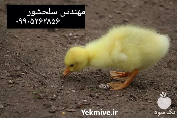 فروش جوجه غاز دورگه در گروه مرغ و خروس و بوقلمون و اردک قو قاز در یکمیوه -عکس1