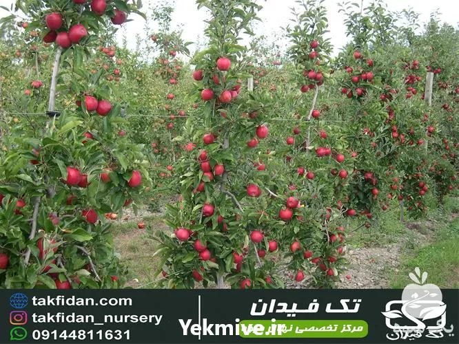 خرید ارقام نهال سیب پایه کوتاه در گروه خرید و فروش نهال میوه در یکمیوه -عکس1