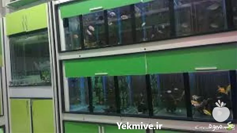 آموزش پرورش ماهی های آکواریومی در گروه دوره آموزش کشاورزی در یکمیوه -عکس1